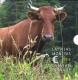 Latvia Euro Coinset - Dairy Farming - Cow 2016 - © Zafira