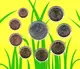 San Marino Euro Coinset with 5 Euro Silver Coin - San Marino Wildlife Protection 2023 - © Coinf